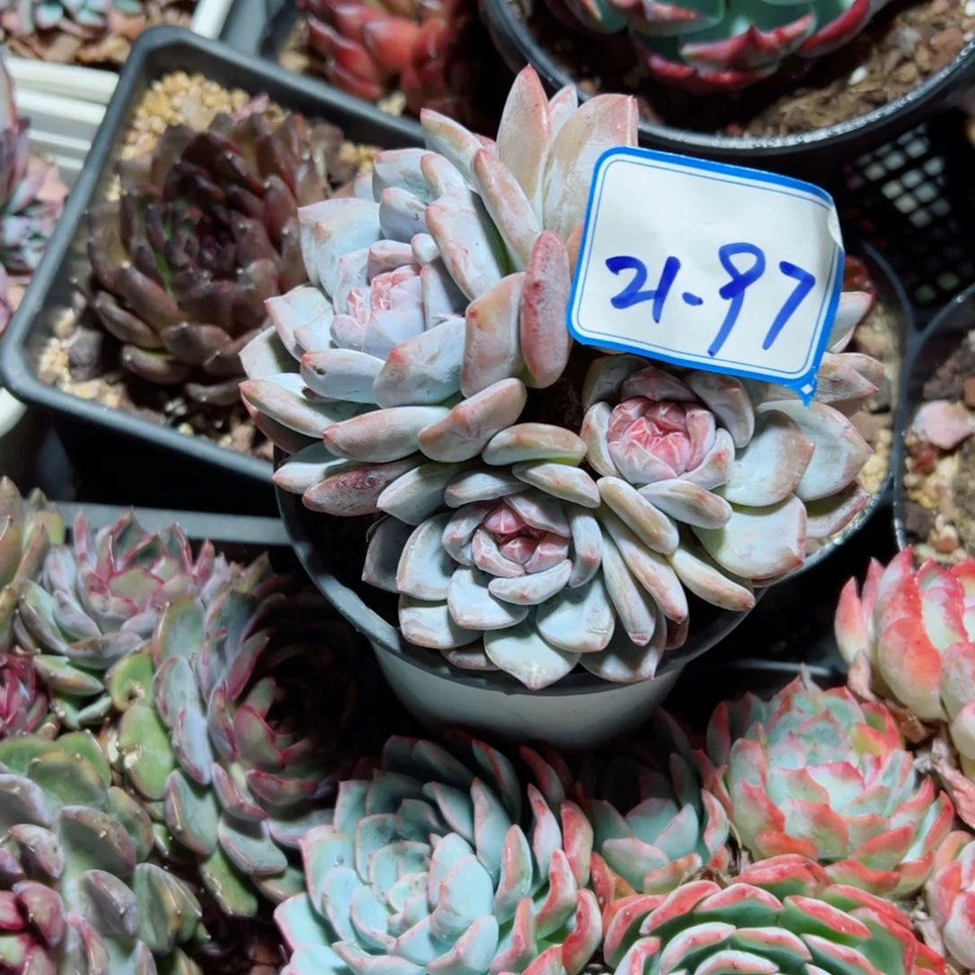 爱***傻精品多肉植物老桩