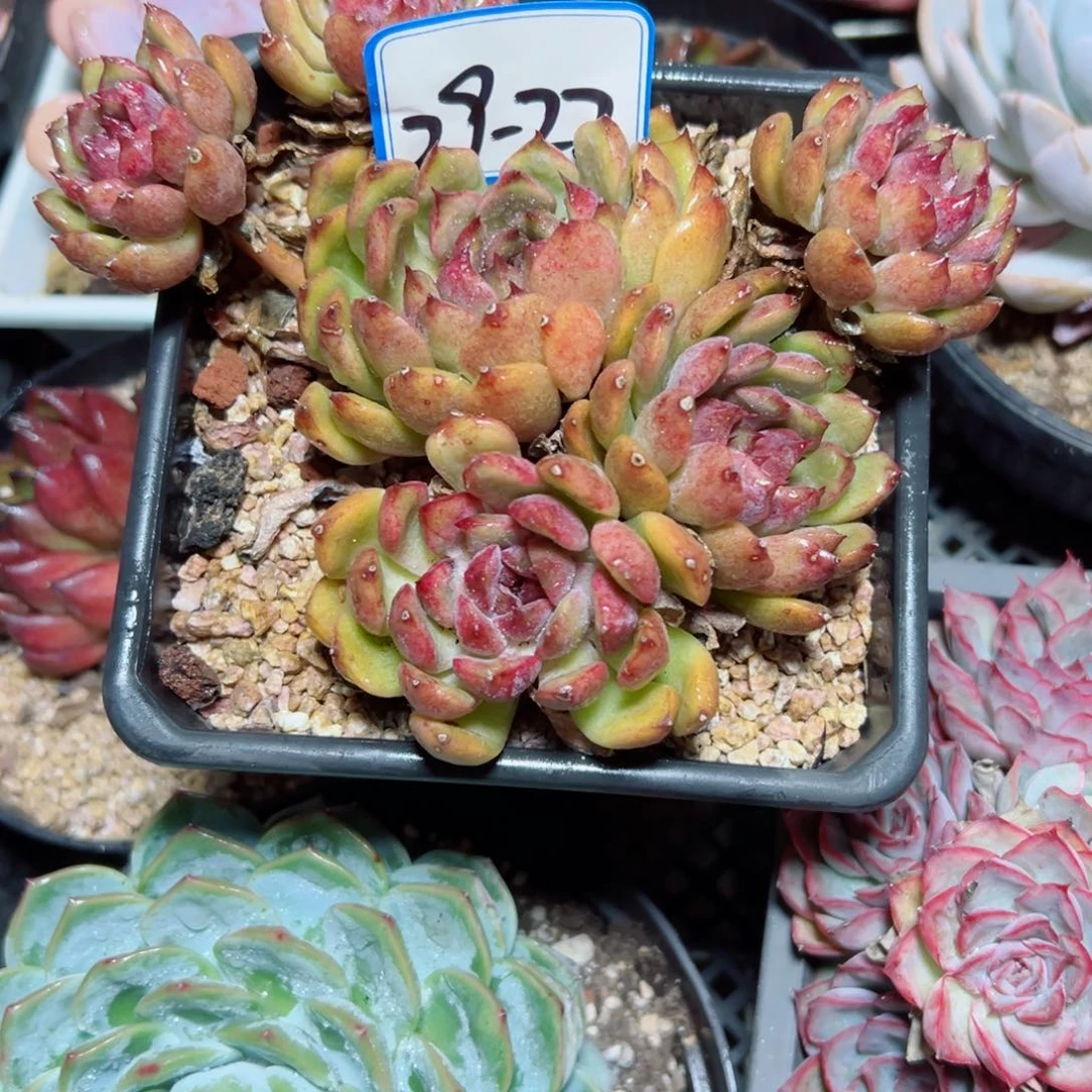 仙****?精品多肉植物老桩