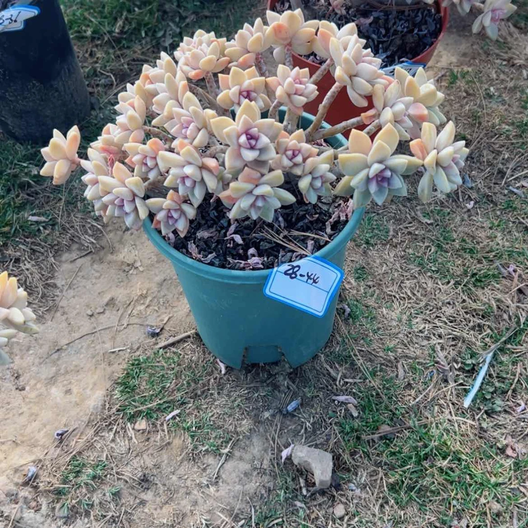 【闪购商品】?**?精品多肉植物老桩淡雪缀