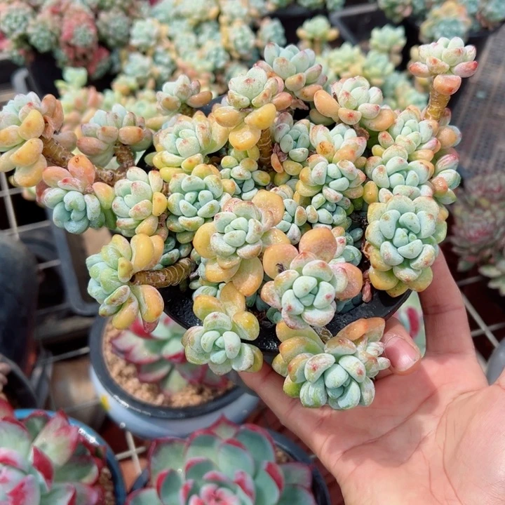 精品多肉植物老桩
