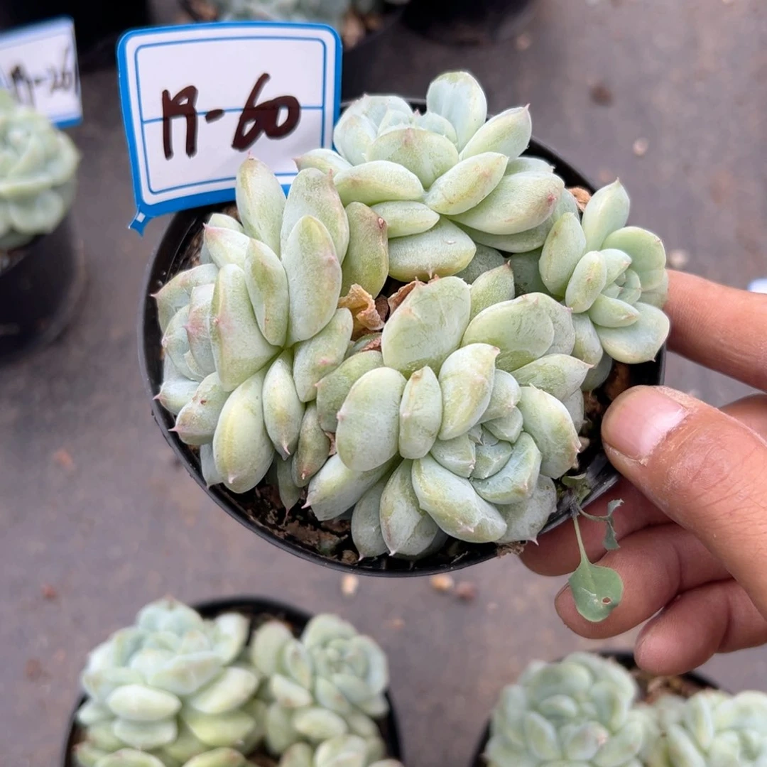 精品多肉植物老桩