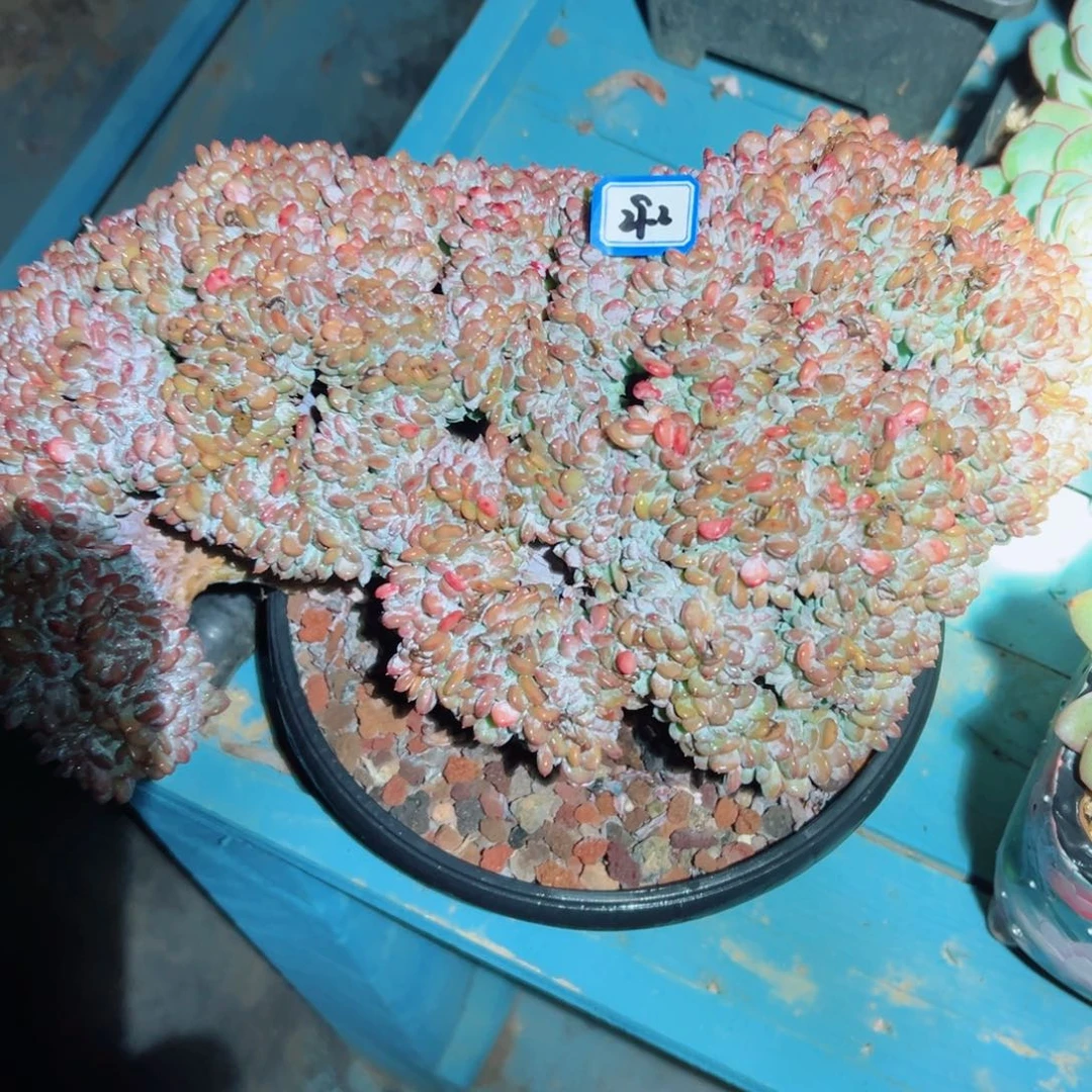 A*精品多肉植物老桩