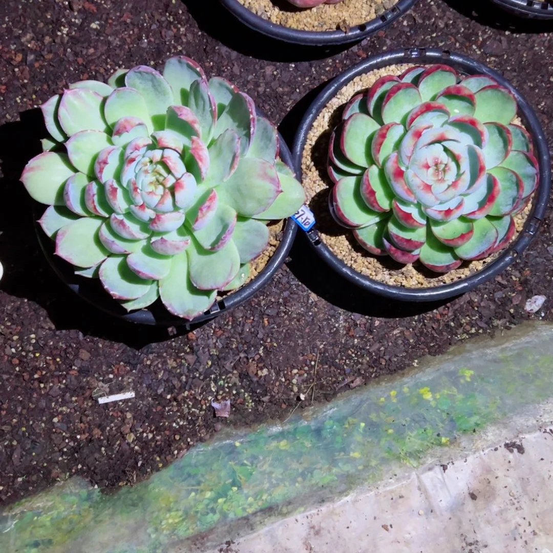 A*精品多肉植物老桩