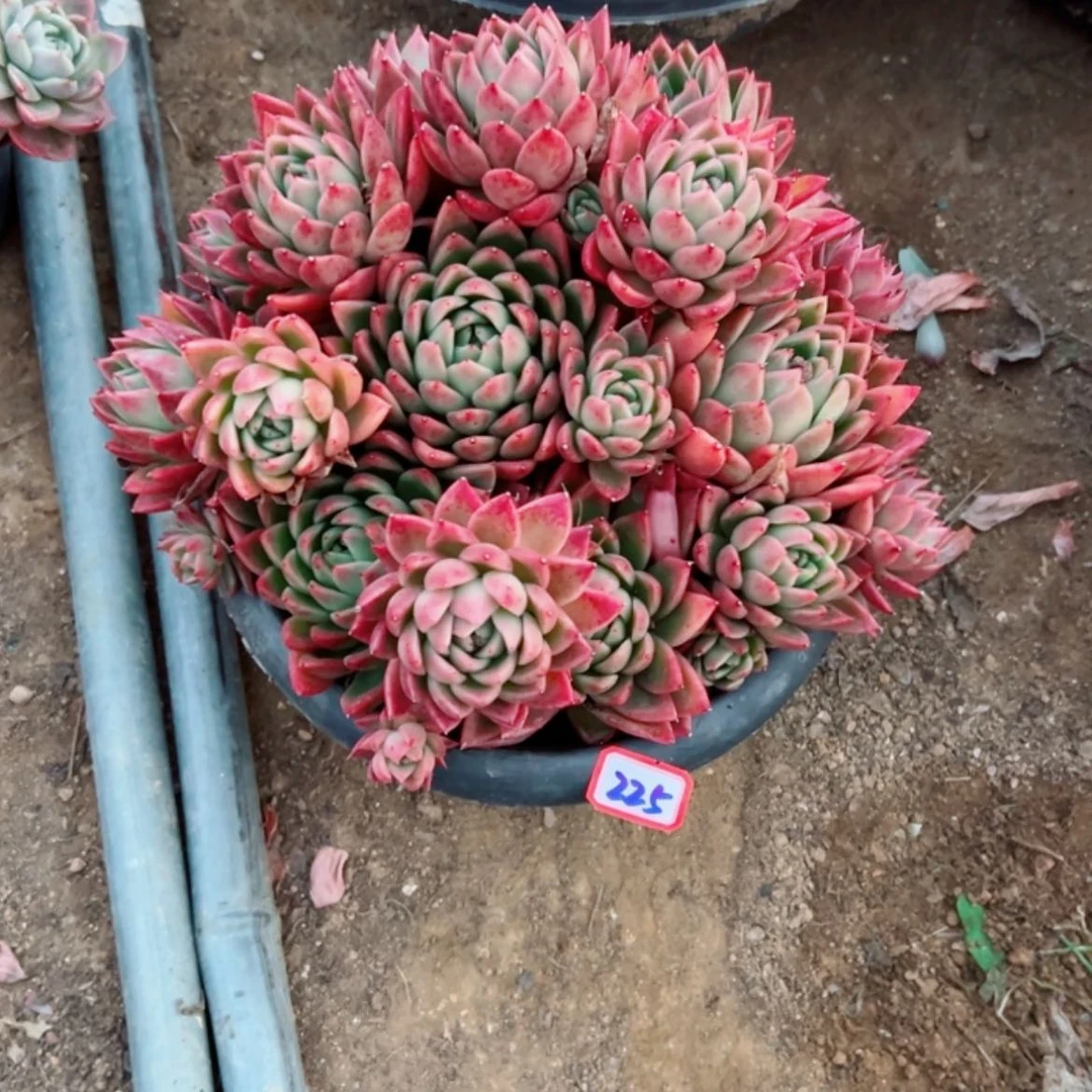 【闪购商品】梅**?精品多肉植物老桩