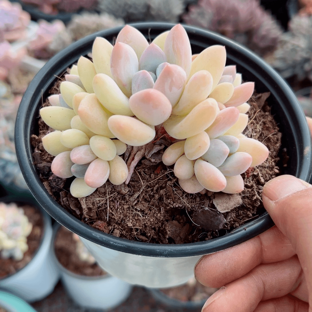 精品多肉植物老桩