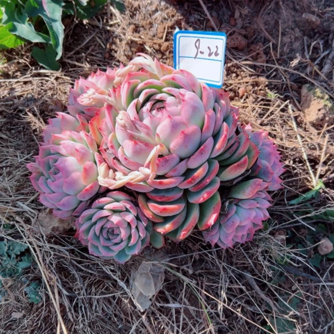 【闪购商品】精品多肉植物老桩