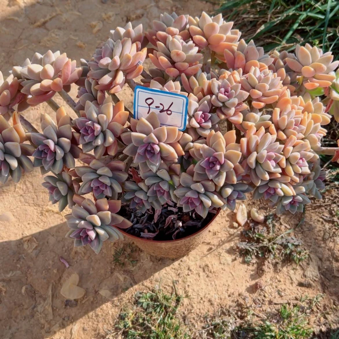【闪购商品】@***浅精品多肉植物老桩