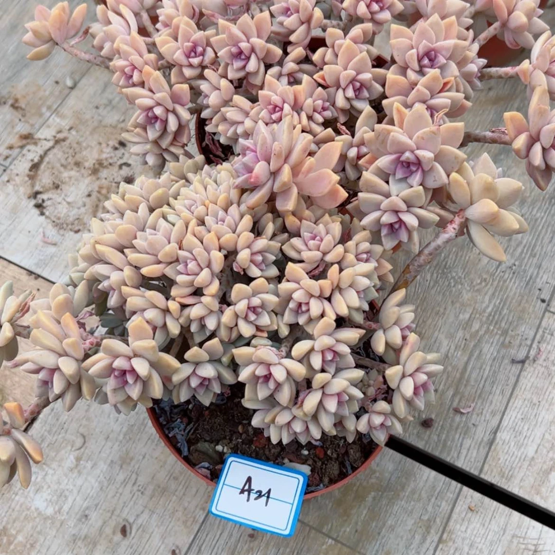 【闪购商品】路****包精品多肉植物老桩