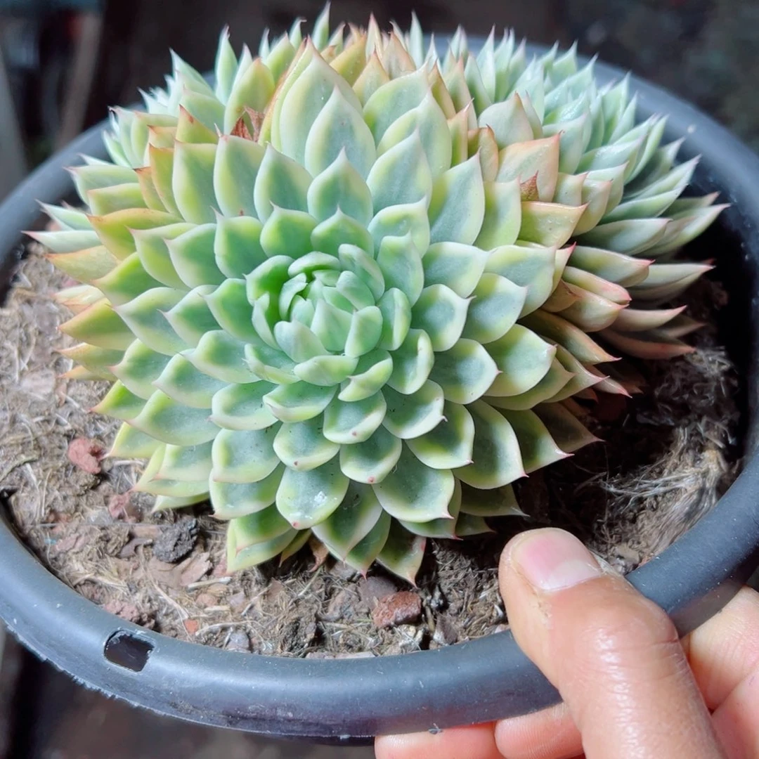 精品多肉植物老桩