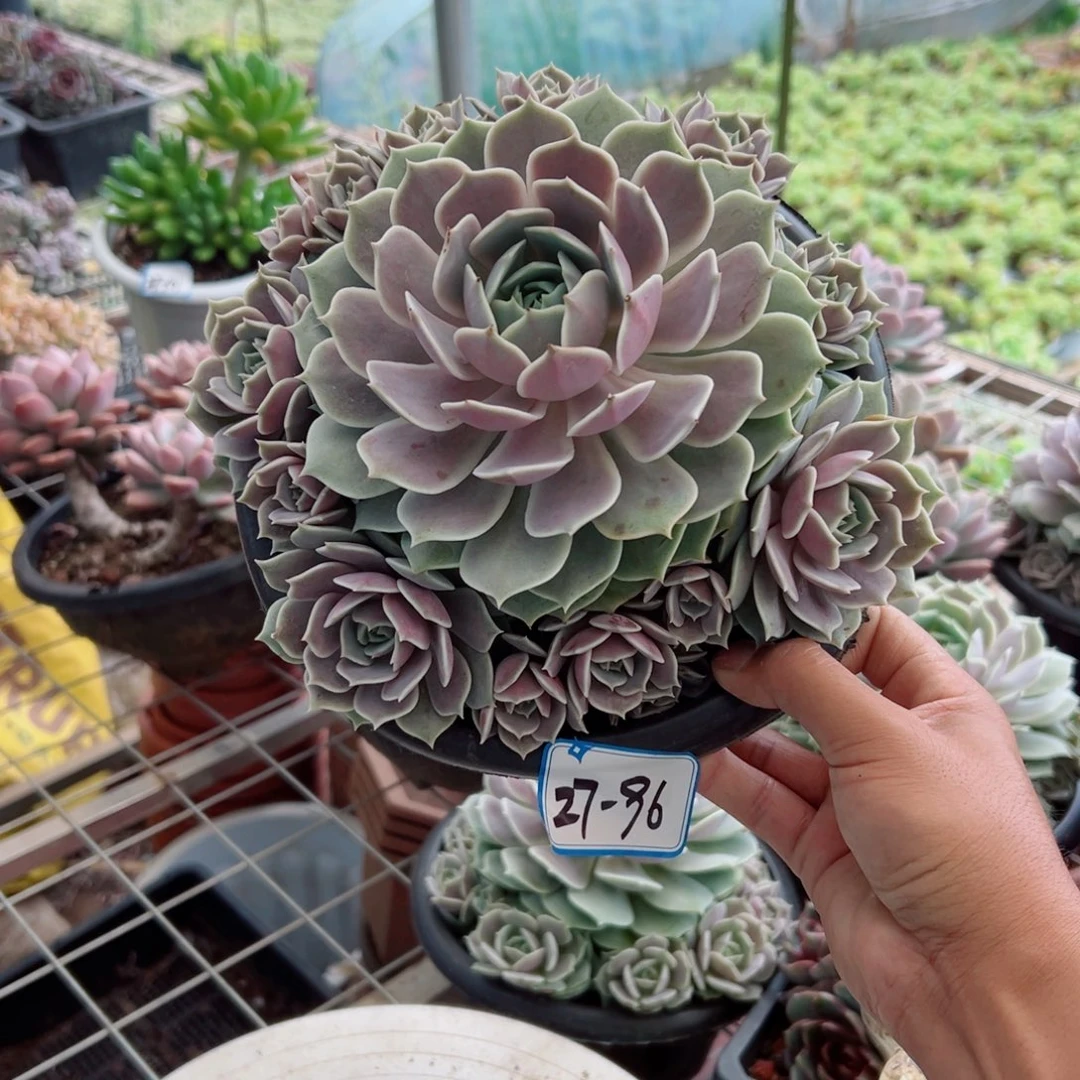 静**悟精品多肉植物老桩