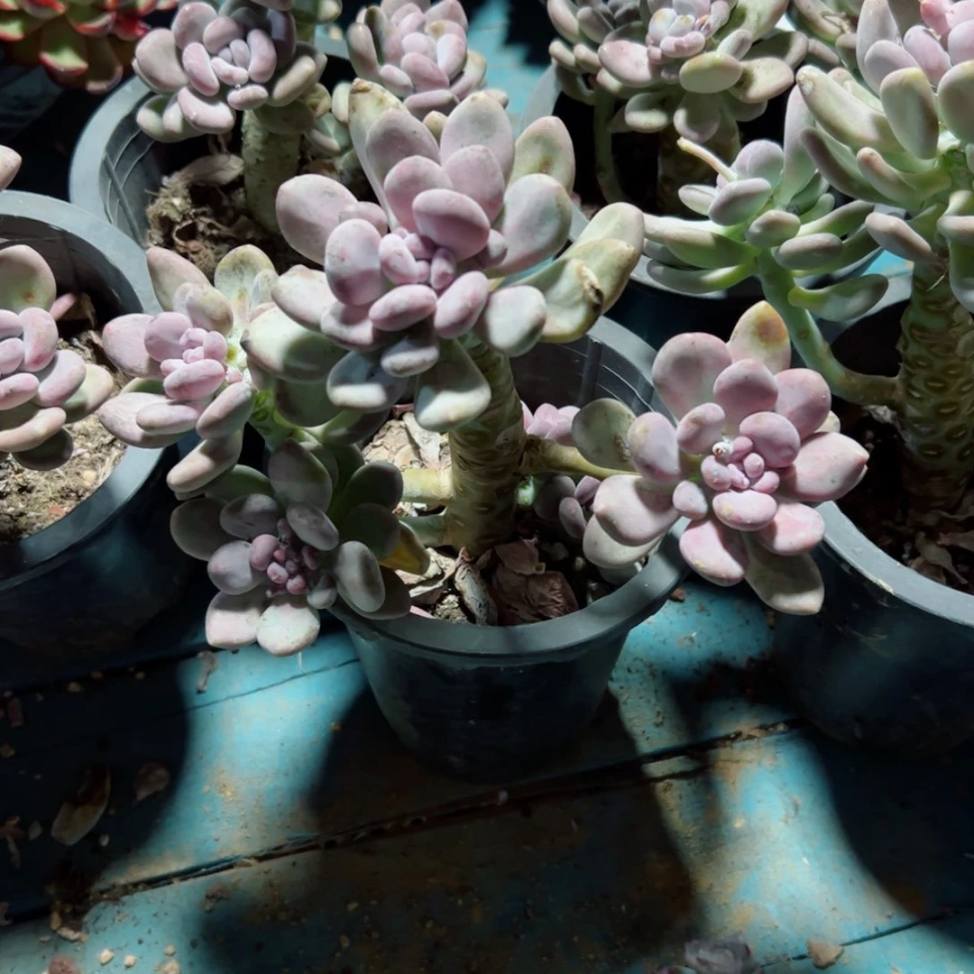 精品多肉植物老桩