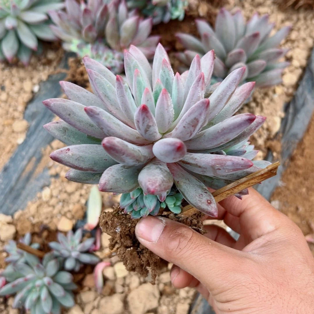 精品多肉植物老桩
