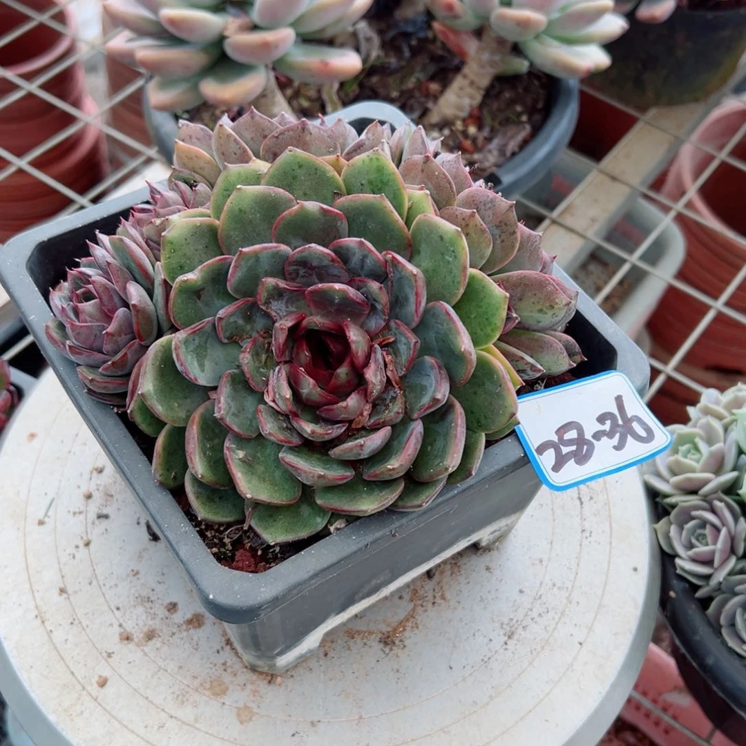 爱***傻精品多肉植物老桩