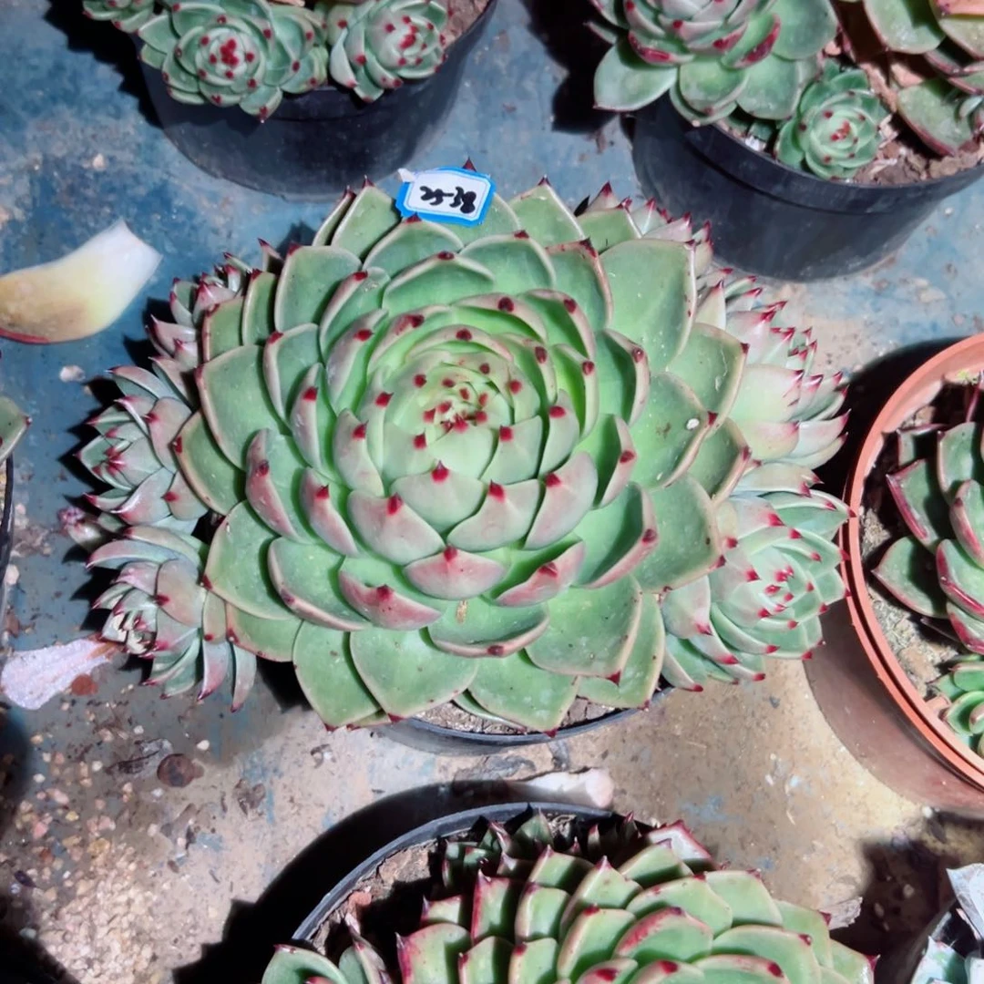 A*精品多肉植物老桩