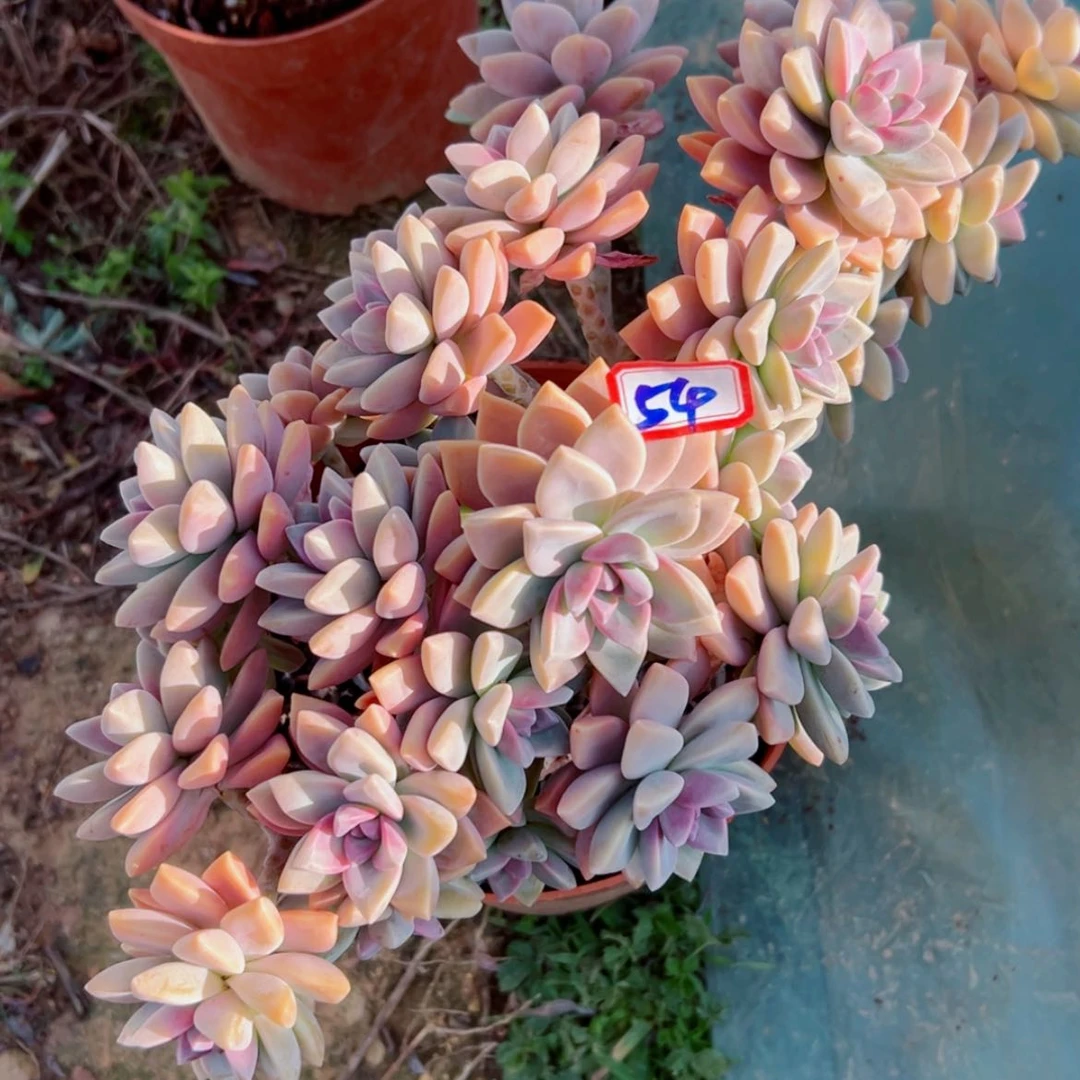 【闪购商品】耶*精品多肉植物老桩
