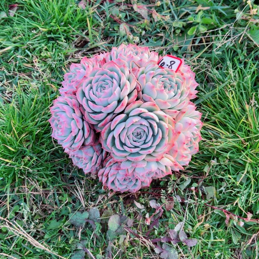 欠****柔精品多肉植物老桩