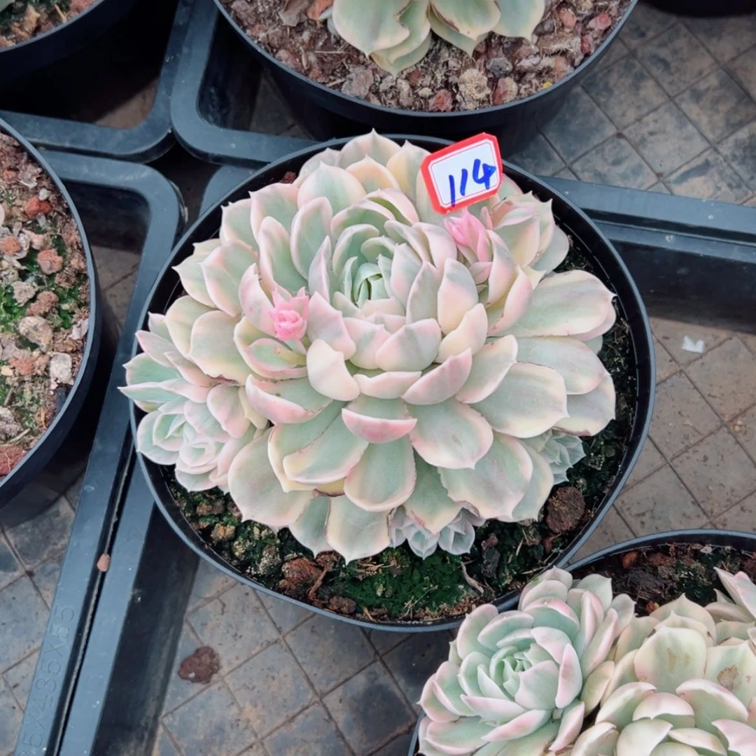 【闪购商品】丷*鸢精品多肉植物老桩