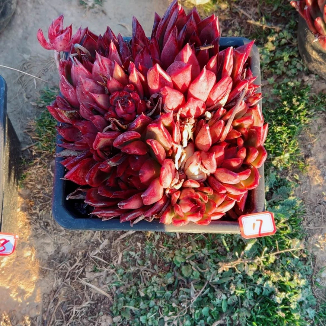 【闪购商品】精品多肉植物老桩