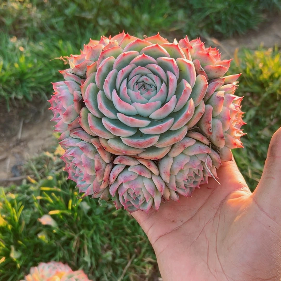 精品多肉植物老桩