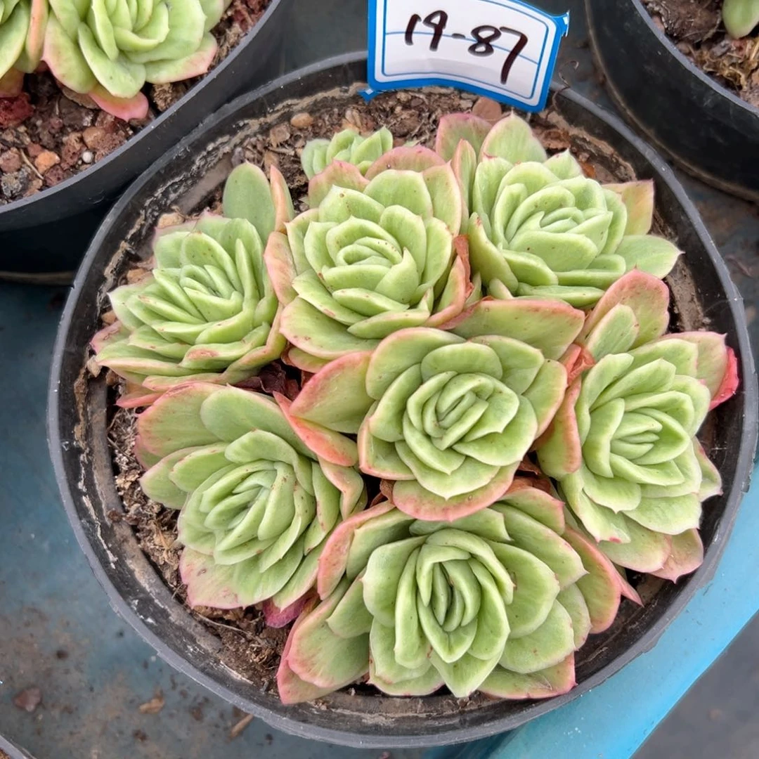 精品多肉植物老桩