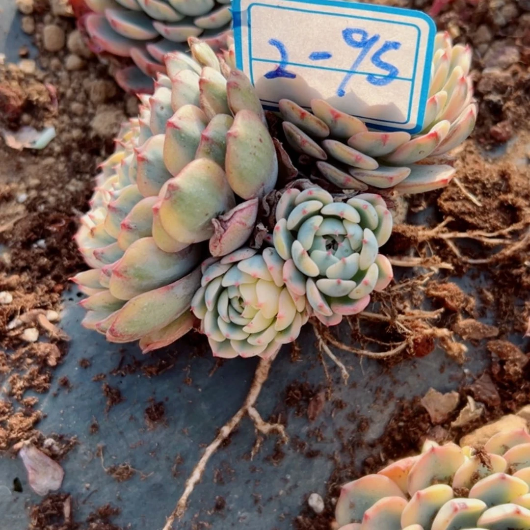 【闪购商品】静精品多肉植物老桩