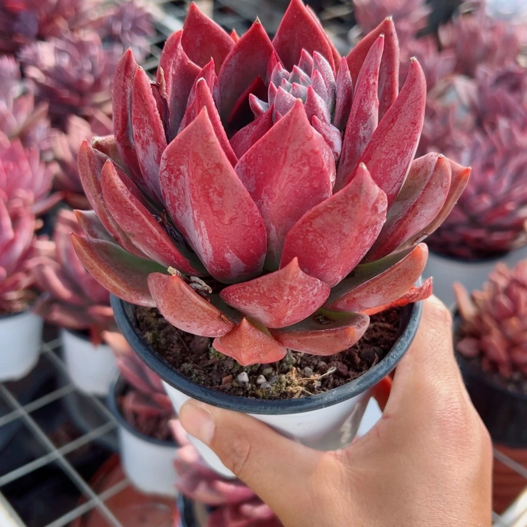 精品精品多肉植物老桩