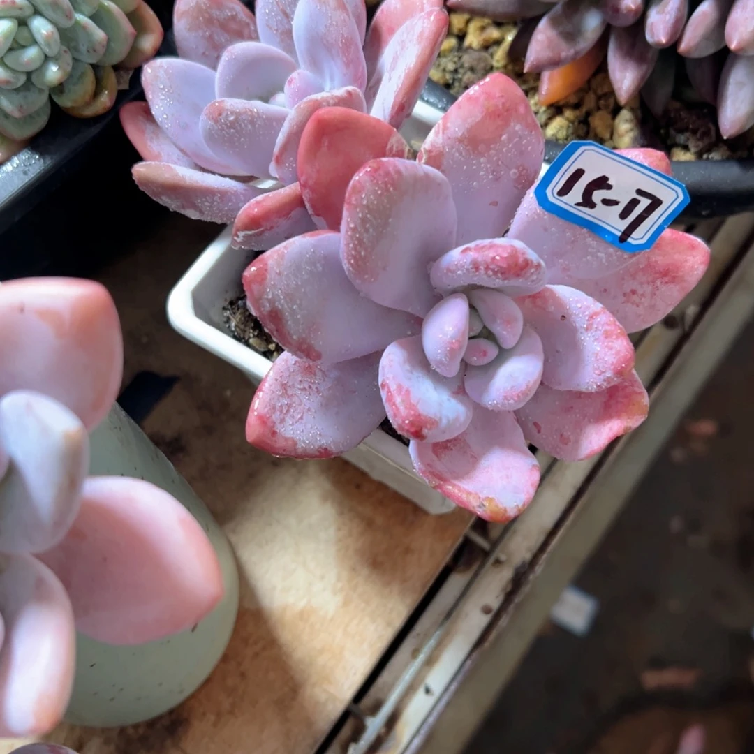 精品多肉植物老桩
