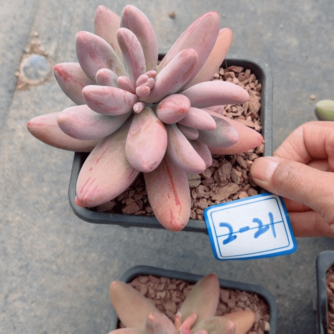 【闪购商品】精品多肉植物老桩