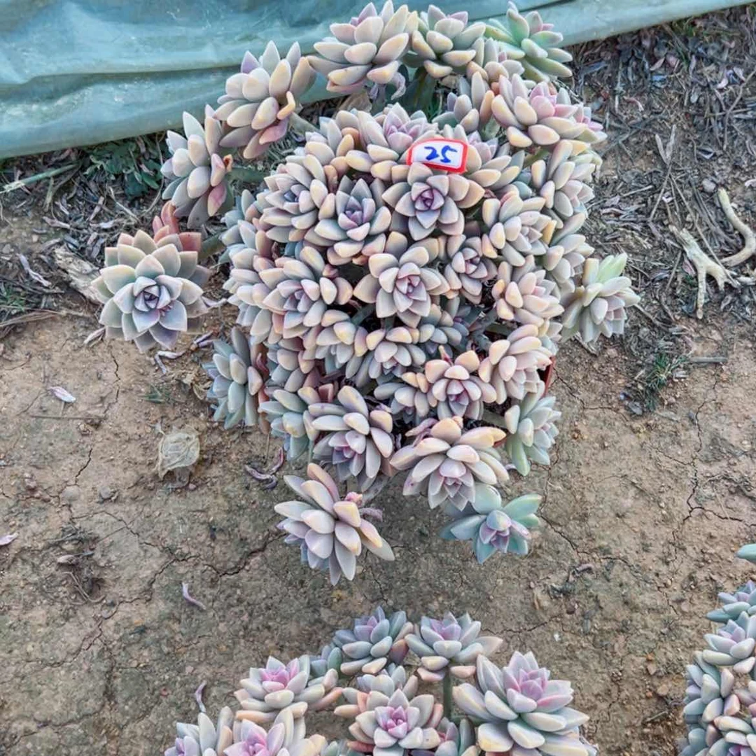 【闪购商品】长****影精品多肉植物老桩