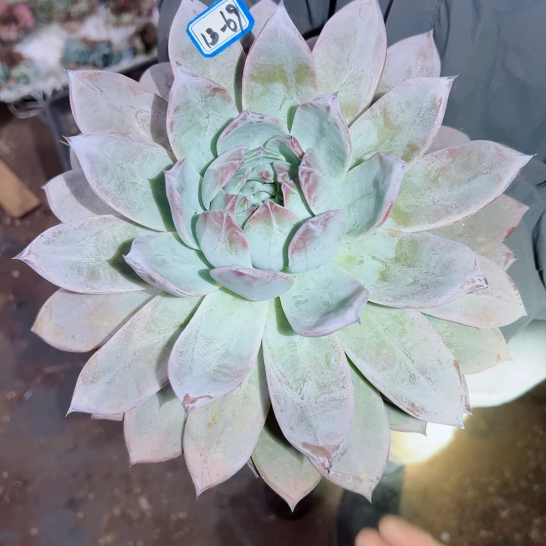 琍*精品多肉植物老桩