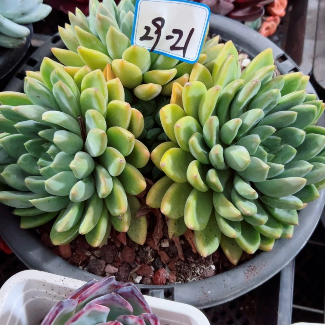 仙****?精品多肉植物老桩