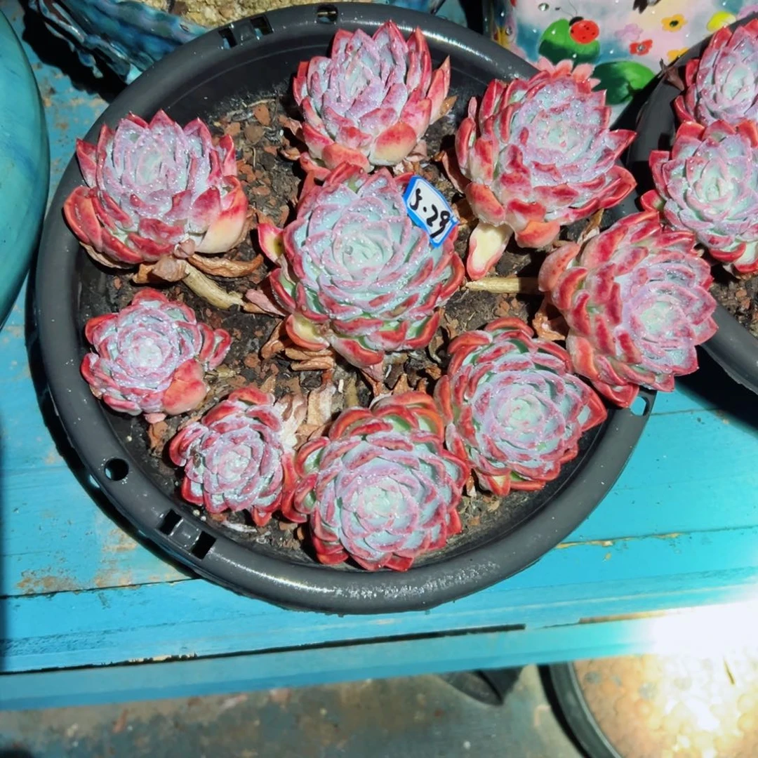 一**生精品多肉植物老桩