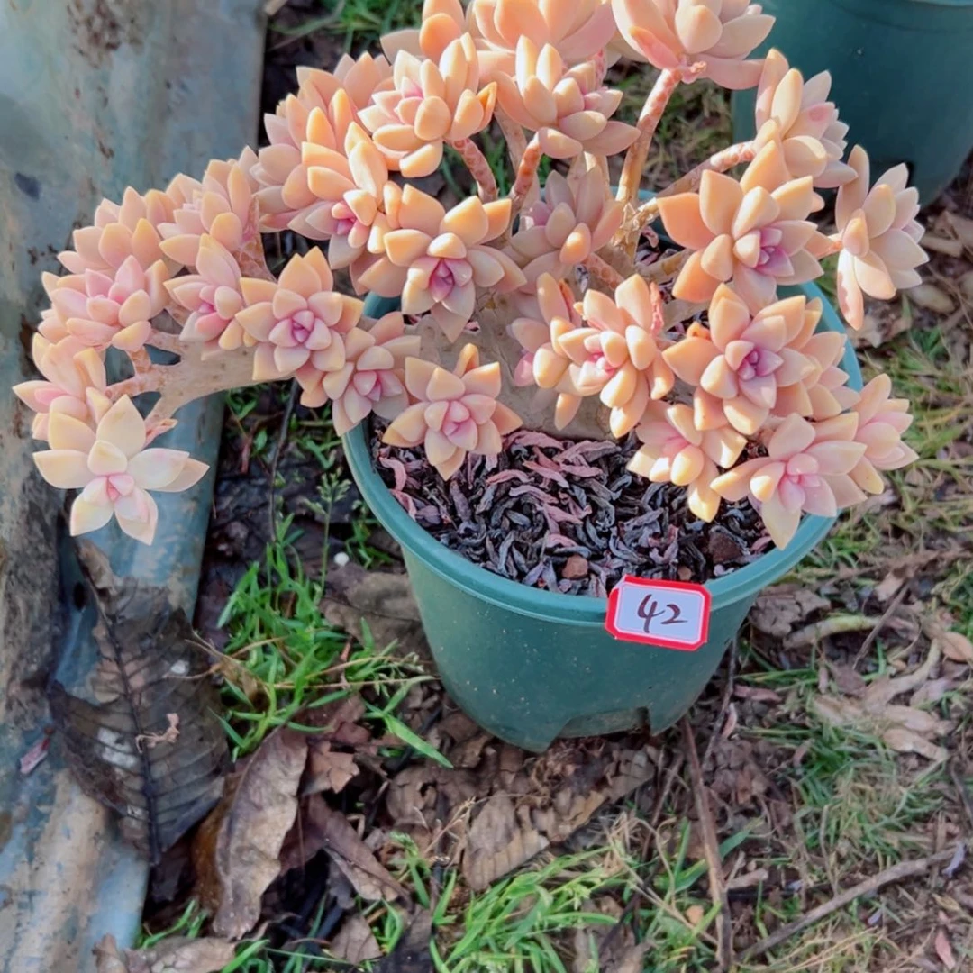 【闪购商品】安*精品多肉植物老桩
