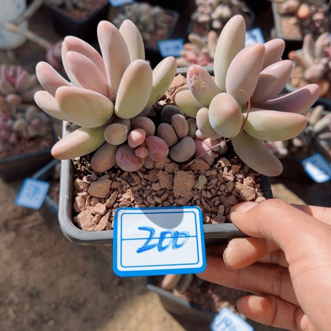 【闪购商品】精品多肉植物老桩