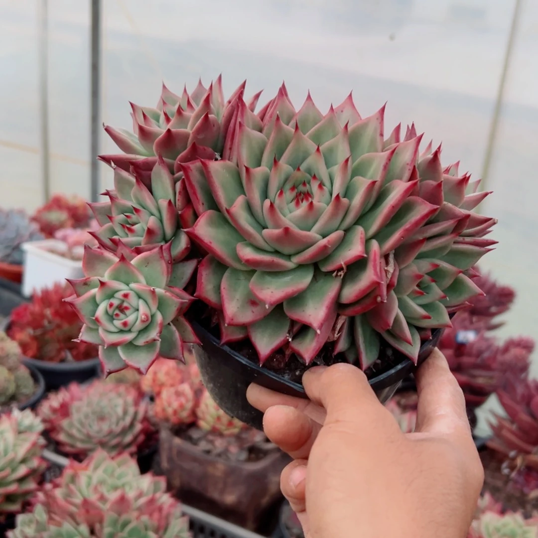 精品多肉植物老桩