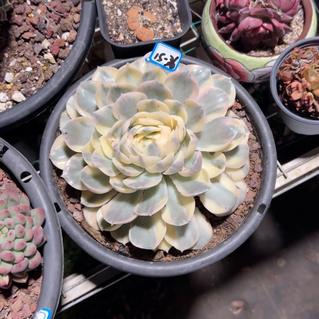 晶****窗精品多肉植物老桩