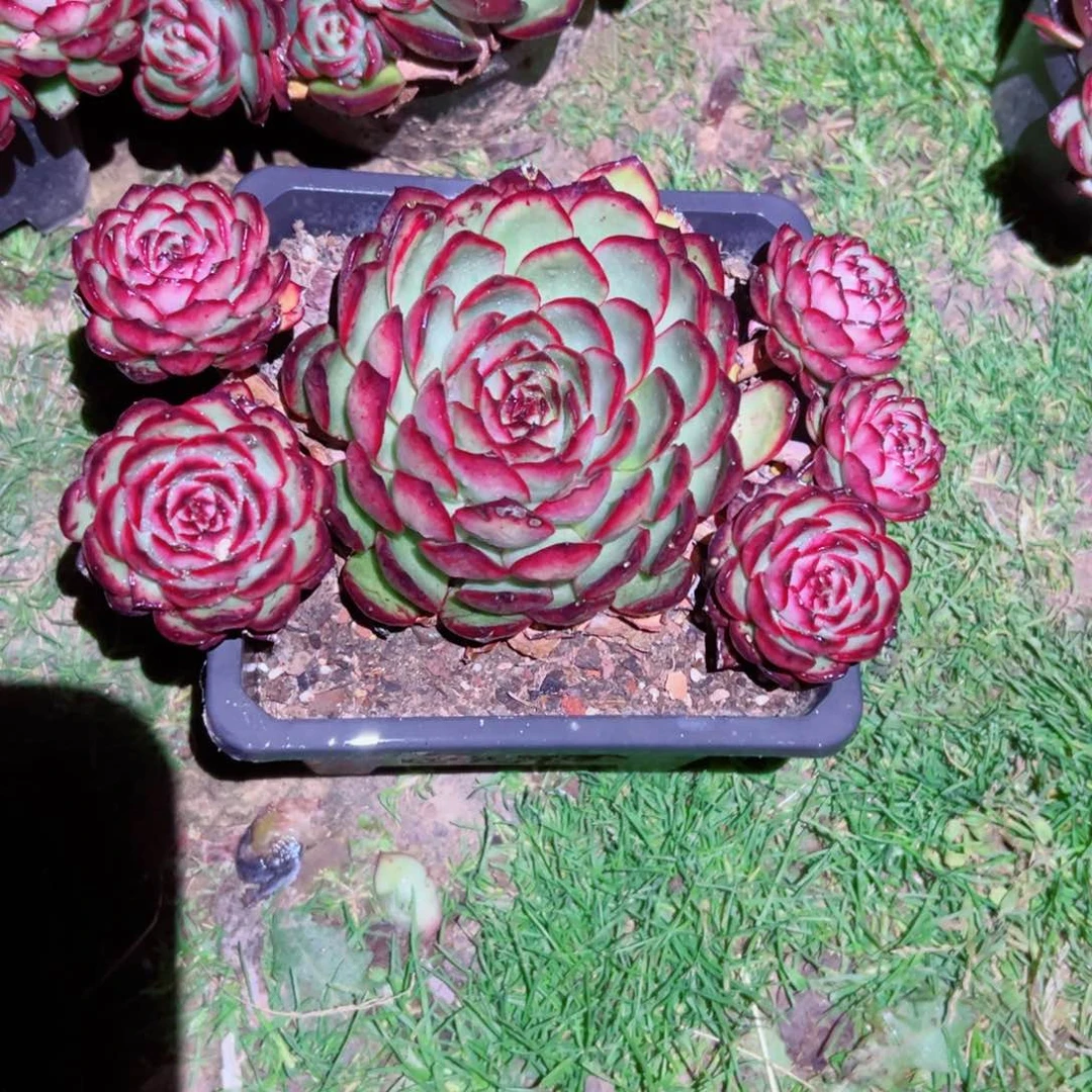 精品多肉植物老桩