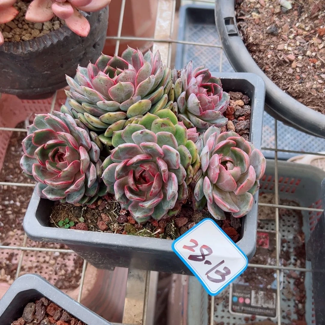 成*精品多肉植物老桩