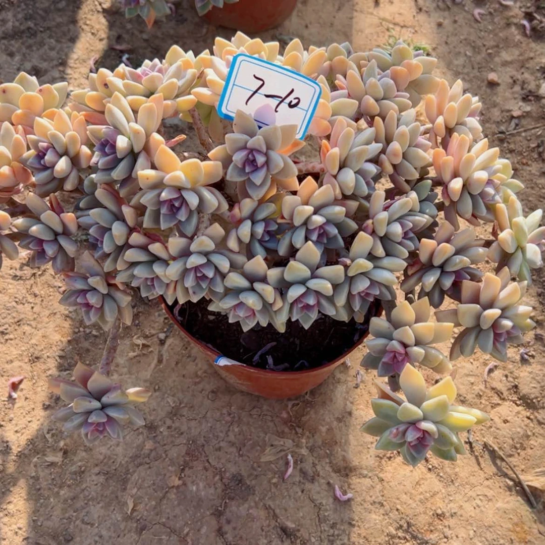 【闪购商品】…****…精品多肉植物老桩