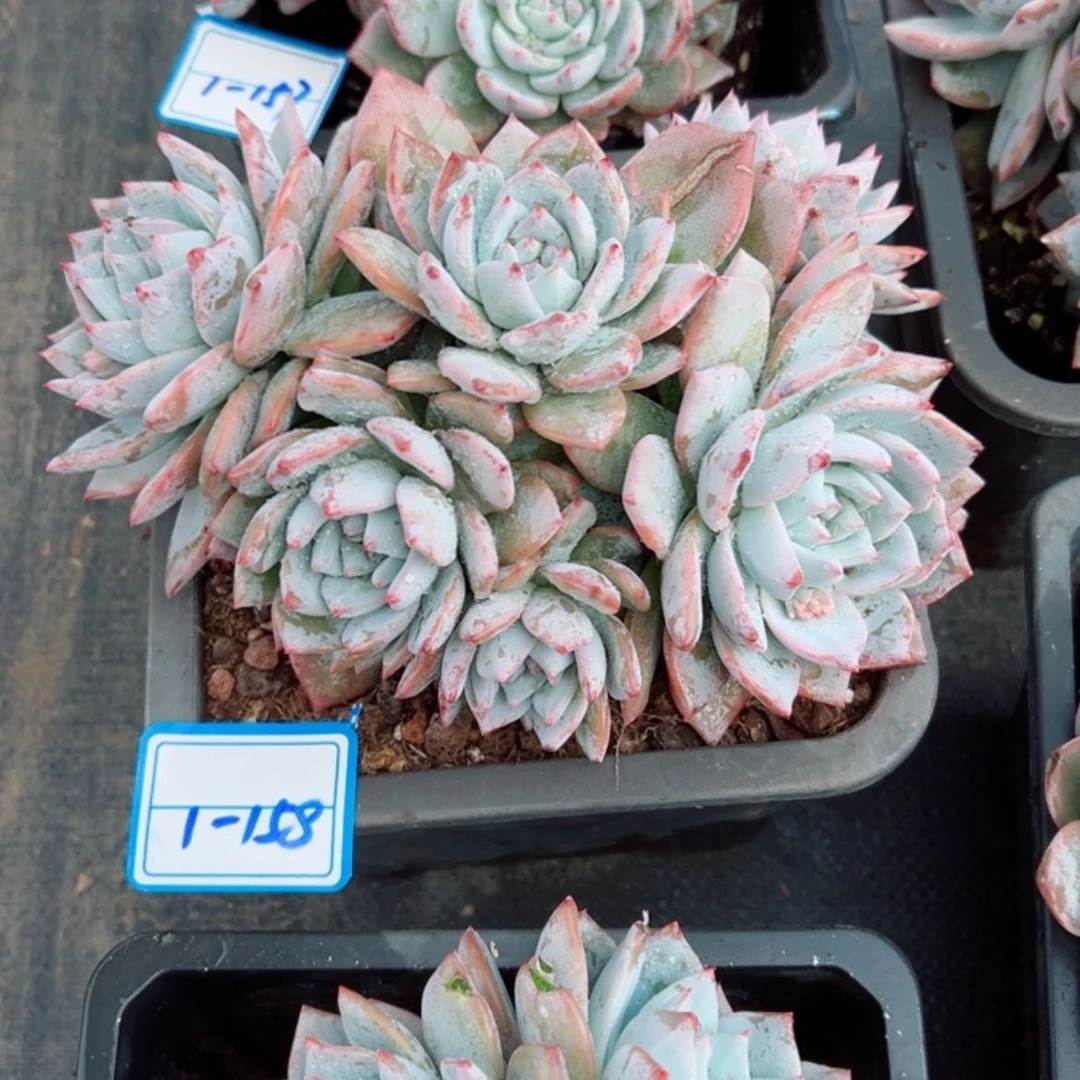 【闪购商品】精品多肉植物老桩