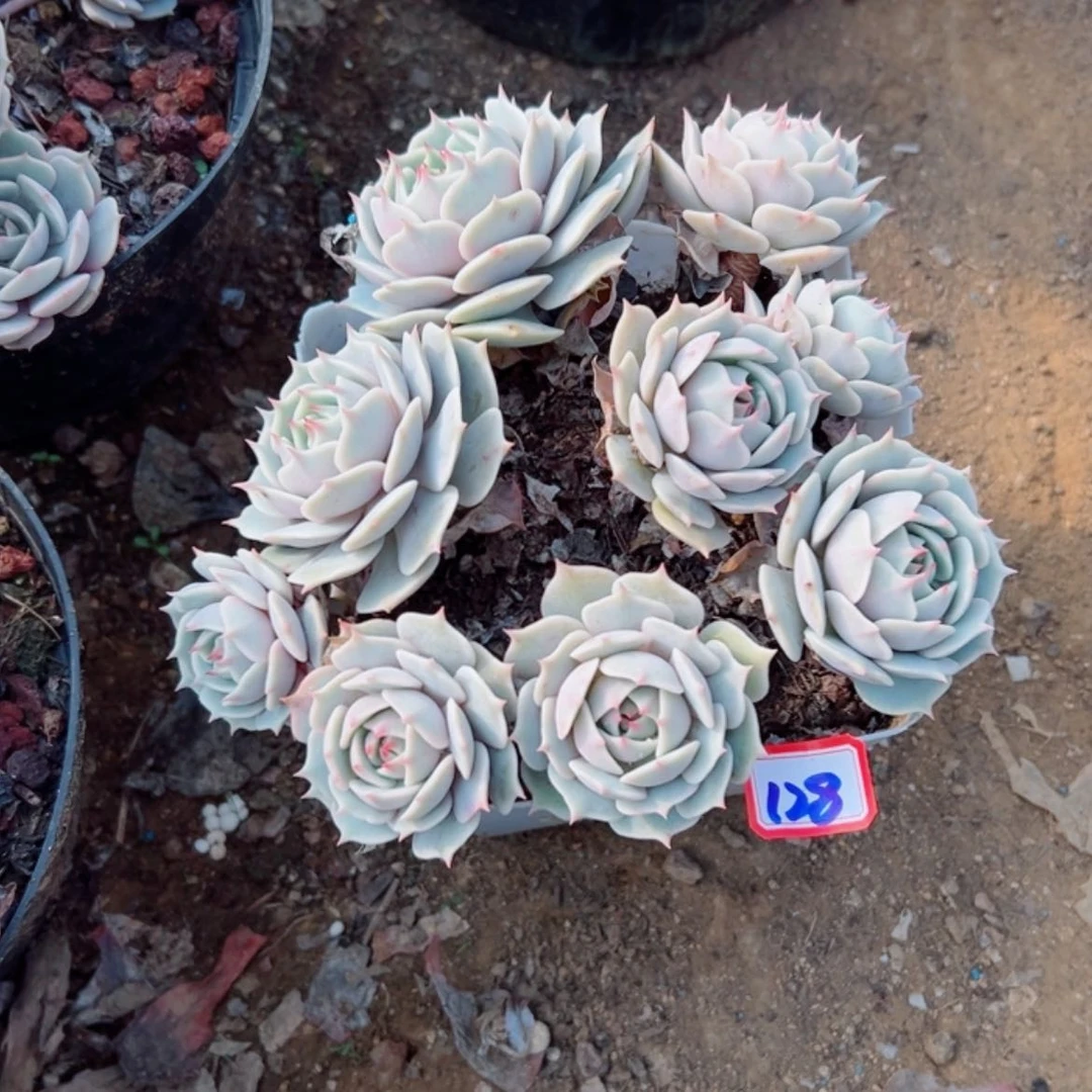 【闪购商品】宋***姐精品多肉植物老桩