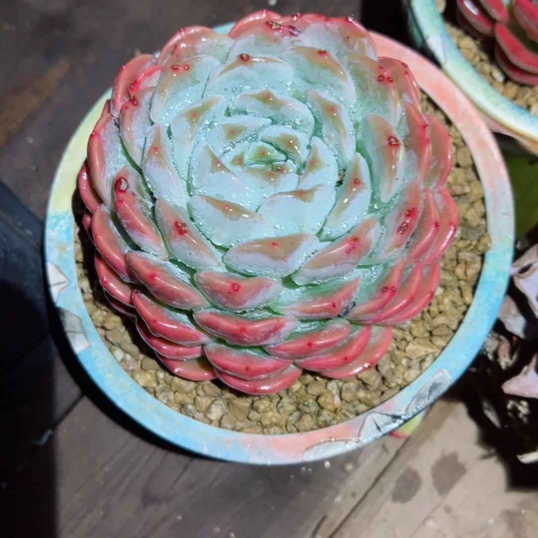 精品多肉植物老桩