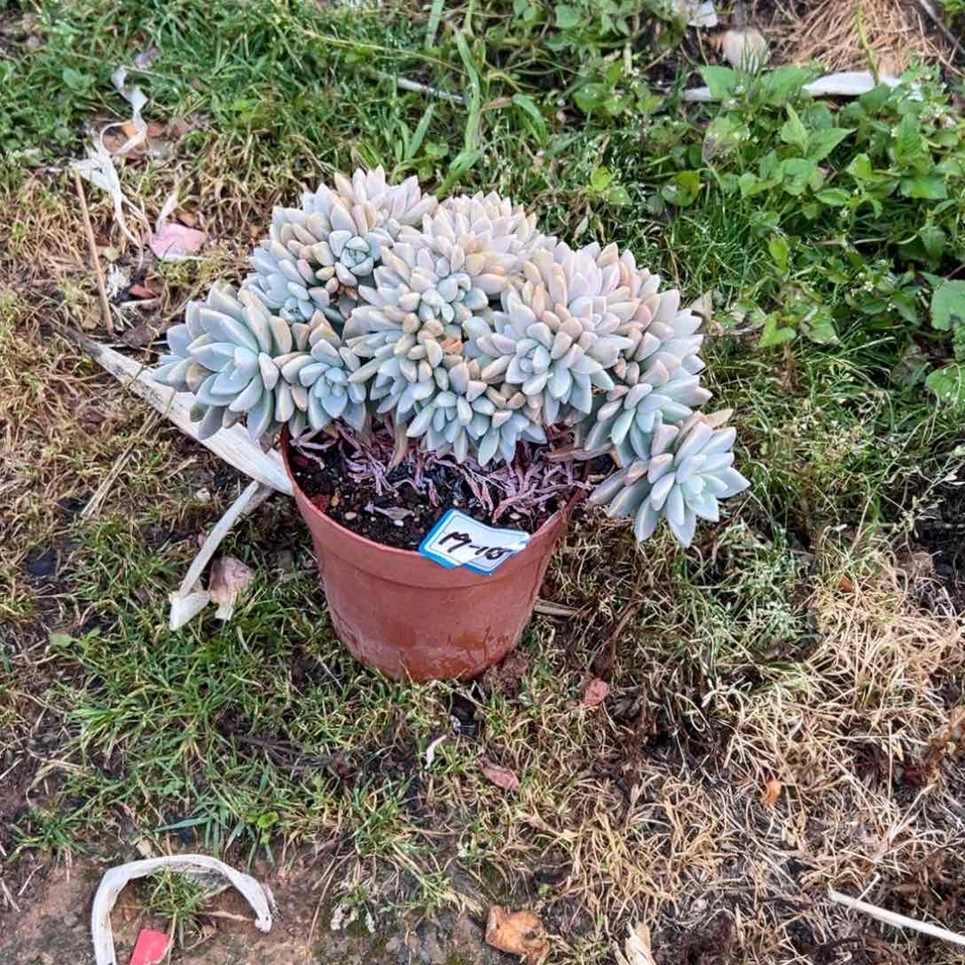 我****”精品多肉植物老桩