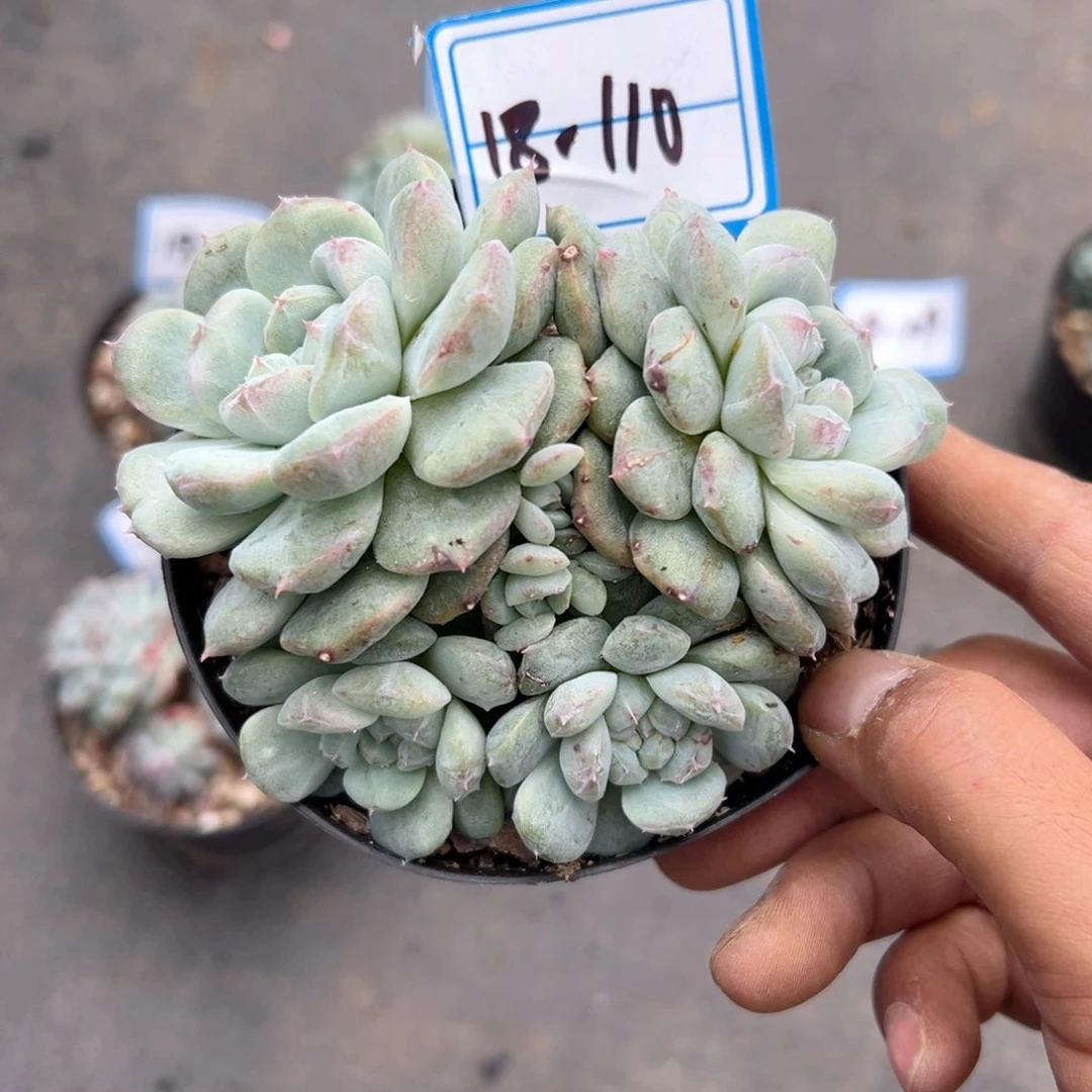 精品多肉植物老桩