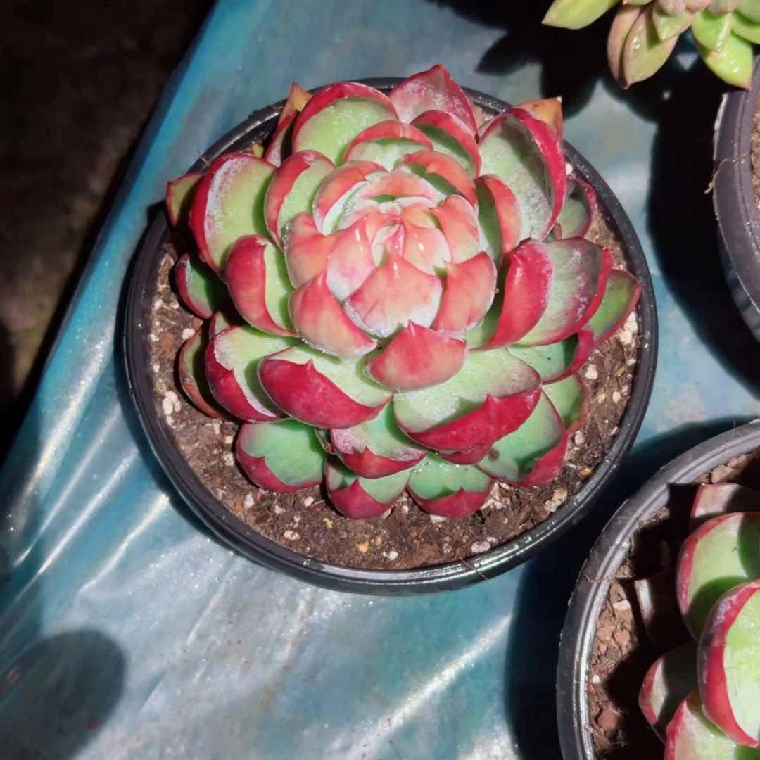 精品多肉植物老桩