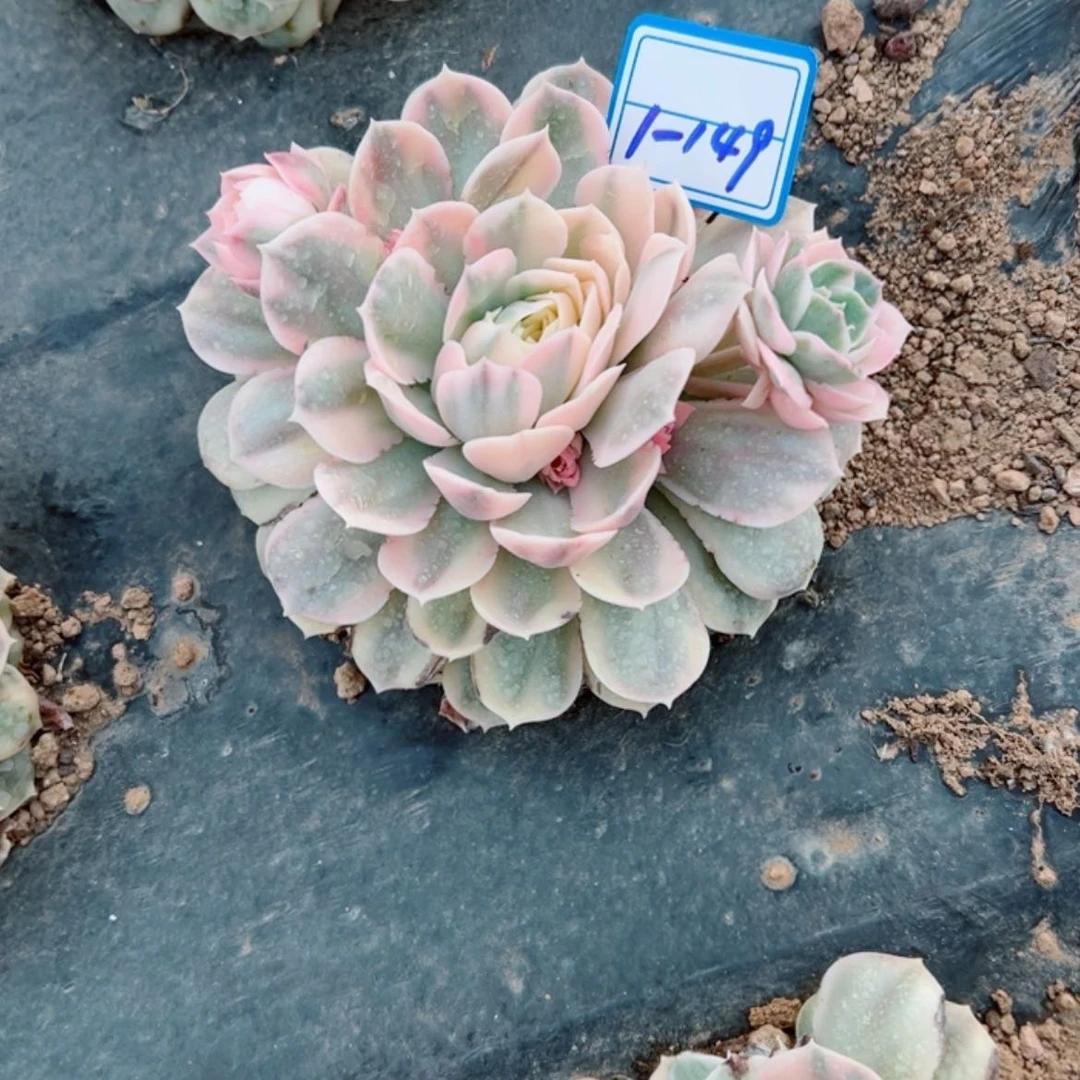 【闪购商品】精品多肉植物老桩