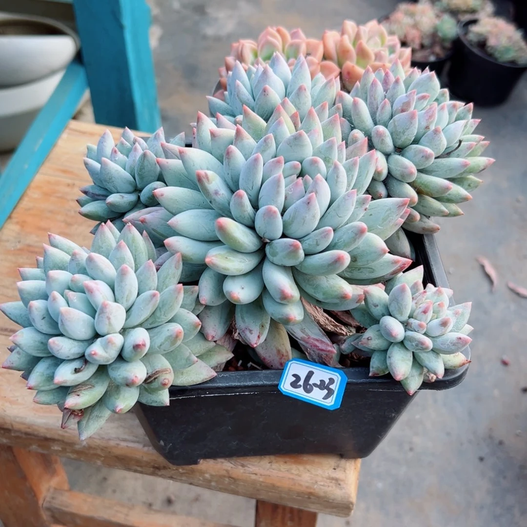 清***行精品多肉植物老桩