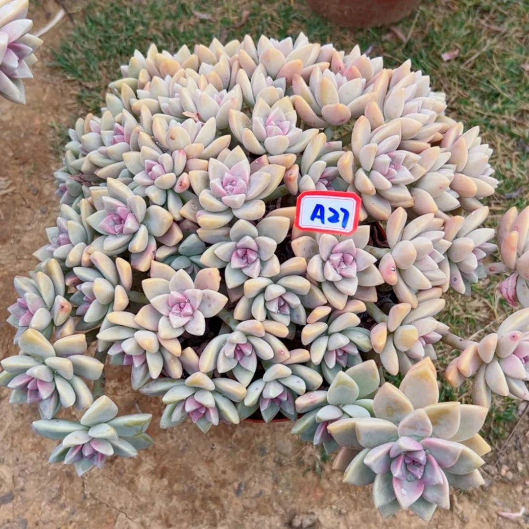 【闪购商品】允*?精品多肉植物老桩