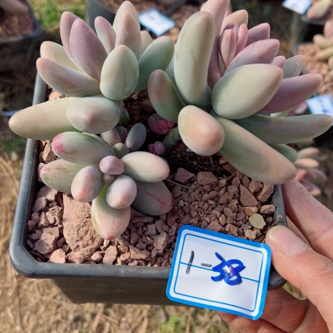 【闪购商品】精品多肉植物老桩