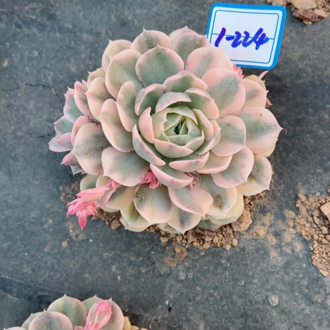 【闪购商品】精品多肉植物老桩